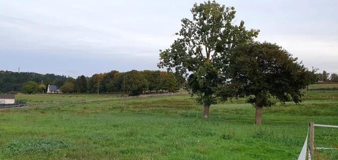 Installations-Les prairies hiver du troupeau multicolore des Écuries de Jo'ïa