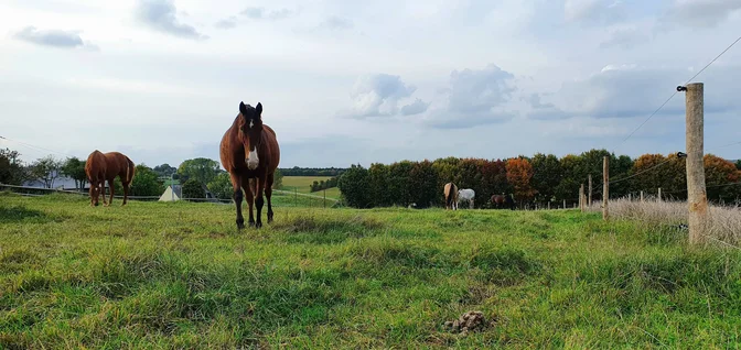 Installations-Polo aux Écuries de Jo'ïa