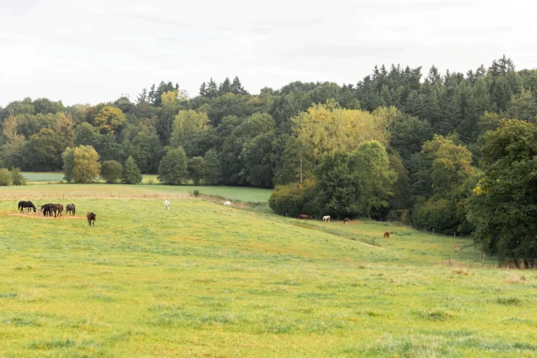 La Liberté De Mouvement ; Besoin Essentiel Des Chevaux