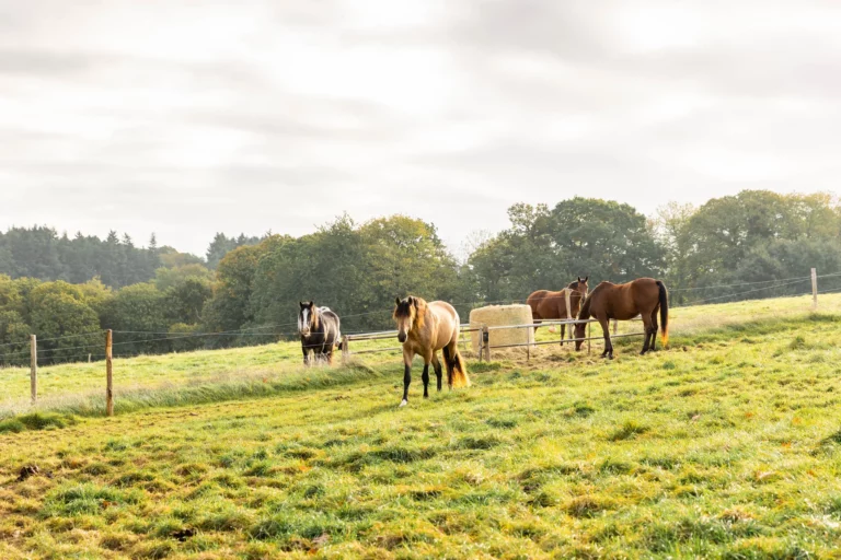 L’importance Des Fibres Dans L’alimentation Des Chevaux