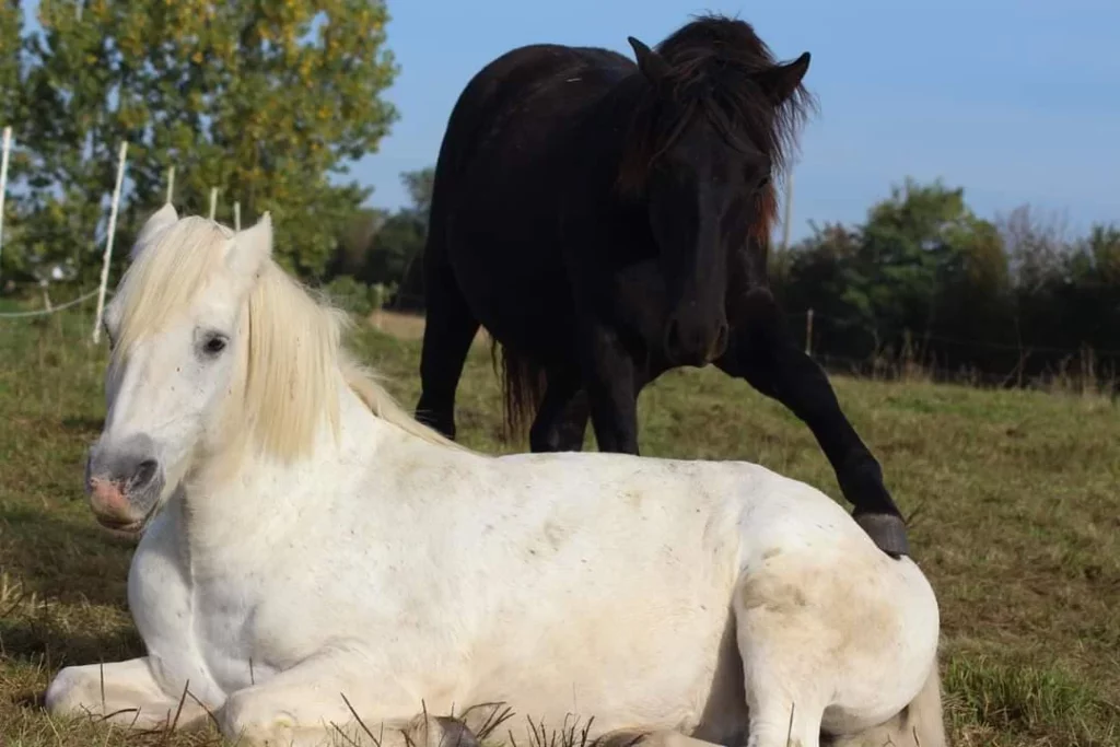 Les besoins fondamentaux des chevaux - Les Vie Sociale des équidés - Aux Écuries de Jo’ïa