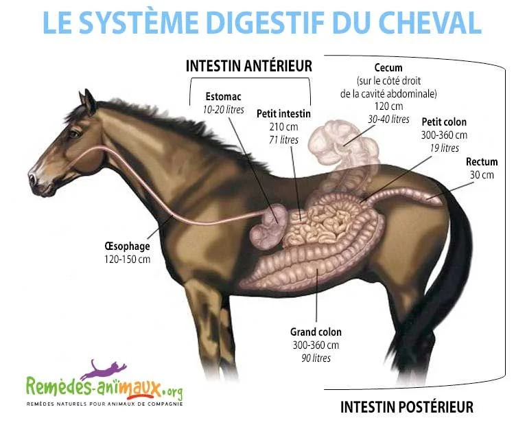 Fibres & Systeme Digestif du Cheval