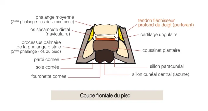 schema-pied-cheval-coupe-frontale