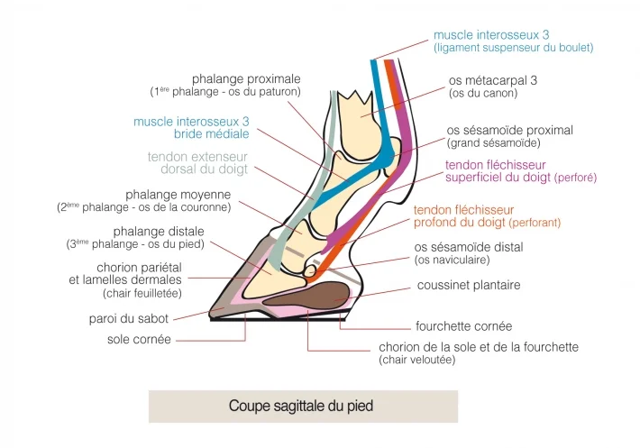 schema-pied-cheval-coupe-sagittale